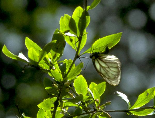 ミヤマシロチョウ