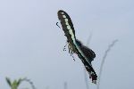 トベラで吸蜜後飛翔するアオスジアゲハ