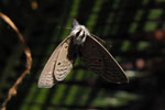ソテツ葉上で探雌飛翔するクロマダラソテツシジミ♂