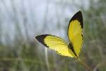 ムシトリナデシコで吸蜜後飛翔するツマグロキチョウ夏型♂
