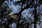 林の中で探雌飛翔するギフチョウ