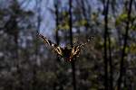 林の中で蝶道を探雌飛翔するギフチョウ