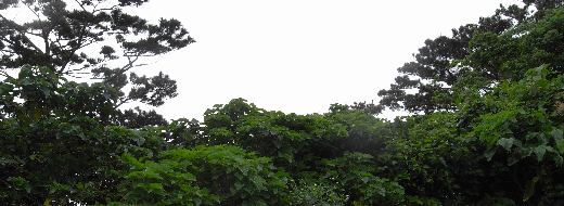 石垣島の森