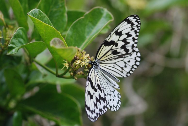 食草ホウライカガミで吸蜜するオオカバマダラ