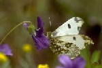 春の蝶