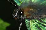 テリトリーを見張るアイノミドリシジミの眼