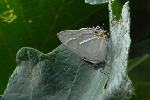 翅を閉じてカシワ葉上に静止するハヤシミドリシジミ♂