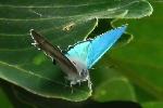 青く光る翅を半開し見張るハヤシミドリシジミ♂