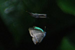 卍巴飛翔する2匹のヒサマツミドリシジミ