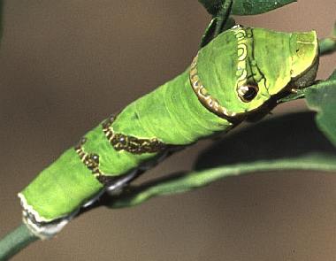 幼虫 クロアゲハ の クロアゲハ幼虫・蛹化と羽化の様子 １